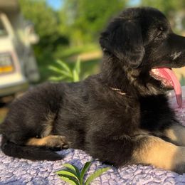 German Shepherds from www.erdberrehausgsd.net