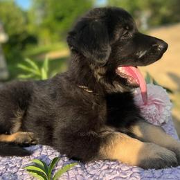 German Shepherds from www.erdberrehausgsd.net
