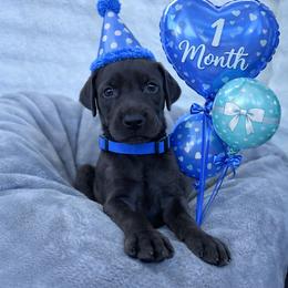 Benny - Black and rust male Doberman Pinscher puppy in Brookfield, Wisconsin from Haus of Hound