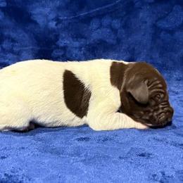 Male 4 - White and liver male German Shorthaired Pointer puppy in Equinunk, Pennsylvania from AHHA Kennels