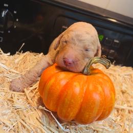Boy 1 - Red  male Poodle puppy in Sandy Springs, Georgia from Amore’ Poodle Co.