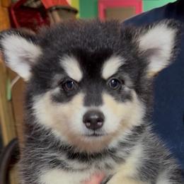 Jenny - Black and white female Pomsky puppy in Spring Hill, Florida from PDQ Pomskies