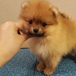 Pomeranian Puppies from Legenz Pomeranians