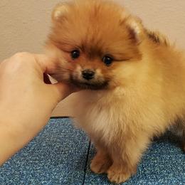 Pomeranian Puppies from Legenz Pomeranians