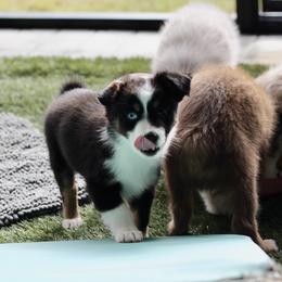 Miniature Australian Shepherd and Toy Australian Shepherd Puppies from Stone & Sage ATX Toy & Mini Aussies