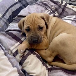 Rhodesian Ridgeback Puppies from Lyonnese Rhodesian Ridgebacks
