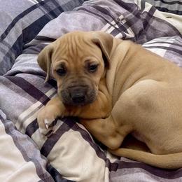 Rhodesian Ridgeback Puppies from Lyonnese Rhodesian Ridgebacks