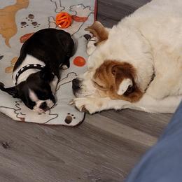 Boston Terrier Puppies from I Love Pups