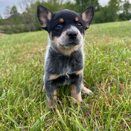 Papaya - Blue female Australian Cattle Dog puppy in Olive Hill, Kentucky from Tompkins Farm