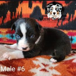 Boy 6 - Black tri-color male Australian Shepherd puppy in Harpers Ferry, Iowa from Wexford Creek Aussies, LLC