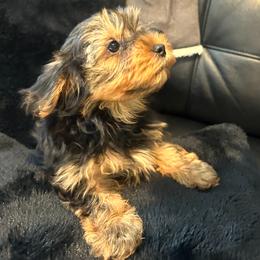 Star - Black and tan female Yorkshire Terrier puppy in West Warwick, Rhode Island from Robyn’s Nest