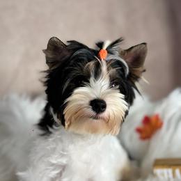 Louis - Black tan and white male Biewer Terrier puppy in Palmer, Alaska from Aurora Cherubs Baby Doll Yorkshires and Biewers