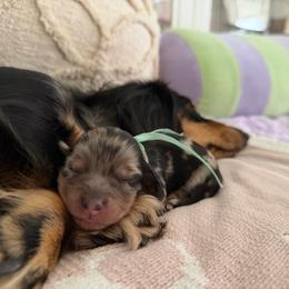 Mickey- 5000 - Dapple male Dachshund puppy in Summerfield, Florida from Dachshundly Perfect