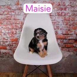 Maisie - Blue merle female Assorted Doodle Crosses puppy in Calhoun, Georgia from Happy Top Doodles