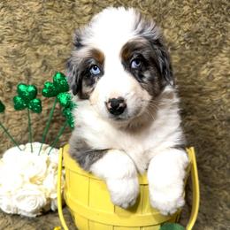 Herbie - Blue merle male Australian Shepherd puppy in Vail, Iowa from Homegrown Huskies