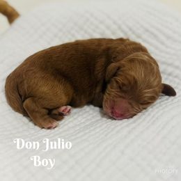 Don Julio - Goldendoodle puppy from Windsong Doodles
