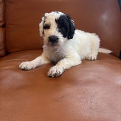 Boy 4 - White and black male Bordoodle puppy in Indianapolis, Indiana from Indiana Bordoodles