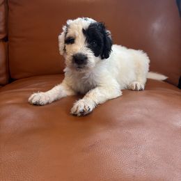 Boy 4 - White and black male Bordoodle puppy in Indianapolis, Indiana from Indiana Bordoodles