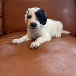 Boy 4 - White and black male Bordoodle puppy in Indianapolis, Indiana from Indiana Bordoodles