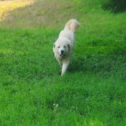 Shroeder - Great Pyrenees