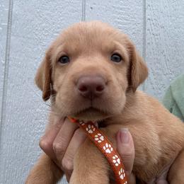 Orange - Yellow male Labrador Retriever puppy in Newton Grove, North Carolina from Wayalife Labradors & Gsp’s