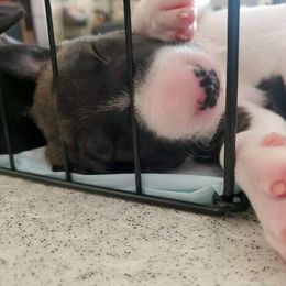 Miniature Bull Terrier Puppies from Tonka Miniature Bull Terriers