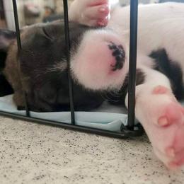 Miniature Bull Terrier Puppies from Tonka Miniature Bull Terriers