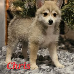Chris - Wolf sable Pomsky puppy in Stover, Missouri from Lx2 County Line Pomskis