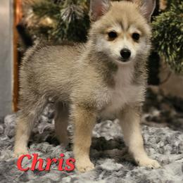 Chris - Wolf sable Pomsky puppy in Stover, Missouri from Lx2 County Line Pomskis