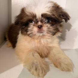 Lucky - Chocolate and tan male Shih Tzu puppy in Azusa, California from RJ Shih Tzu lover
