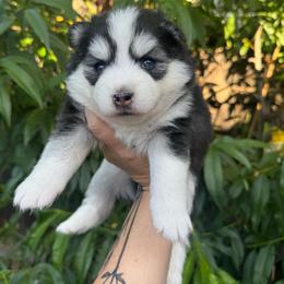 Stella - Black and white female Pomsky puppy in La Verne, California from Red Cedar Pomskies