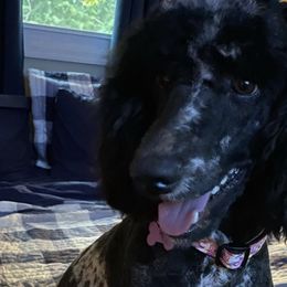 Bernedoodles, Goldendoodles, and Poodles from Poodles and Doodles By Grace