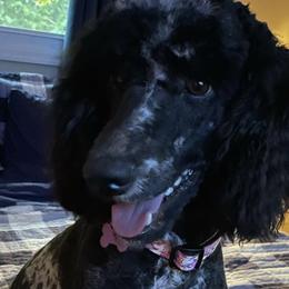 Bernedoodles, Goldendoodles, and Poodles from Poodles and Doodles By Grace