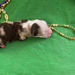 Boy 2 - Miniature Australian Shepherd puppy in Amarillo, Texas from Luna’s Mini Aussies