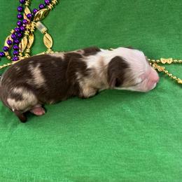 Boy 2 - Miniature Australian Shepherd puppy in Amarillo, Texas from Luna’s Mini Aussies