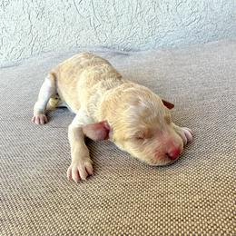 Theo - Apricot male Poodle puppy in Tucson, Arizona from Desert Doodles + Poodles