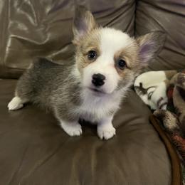 Red girl - Red female Pembroke Welsh Corgi puppy in Waxahachie, Texas from 4G Farms Corgi’s