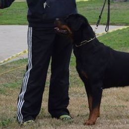 Rottweilers from Von Den Eichen Berg Rottweilers