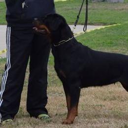 Rottweilers from Von Den Eichen Berg Rottweilers