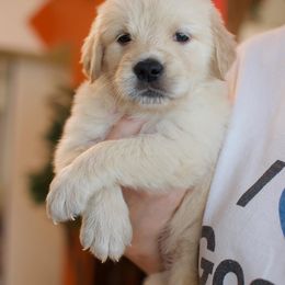 Golden Retriever Puppies from Dani’s Dawgs