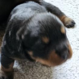 Princess Vom Hause Pragacz - Black and mahogany female Rottweiler puppy in Bartonsville, Pennsylvania from Karol's Rottweilers