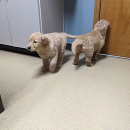Golden Retriever Puppies from TLC Pups