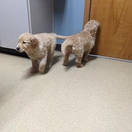 Golden Retriever Puppies from TLC Pups