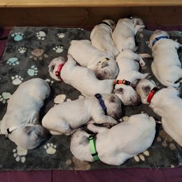 Golden Retriever Puppies from High Road Golden Retrievers