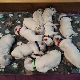 Golden Retriever Puppies from High Road Golden Retrievers
