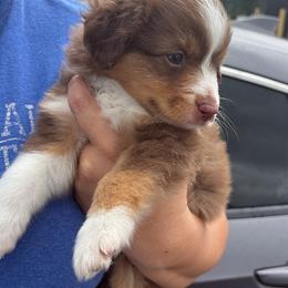 Toy Australian Shepherd puppies from My Amis AussieDoodles