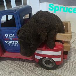 Spruce - Brown and white male Aussiedoodle puppy in Loveland, Colorado from A&L Ranch Aussiedoodles