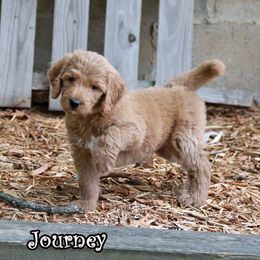 Journey - Standard F1B - Red  female Goldendoodle puppy in Lebanon, Missouri from Knapp's Paw Prints