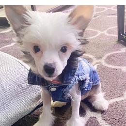 Chihuahua and Chinese Crested Puppies from Western Kentucky Chihuahua’s and Chinese Crested’s