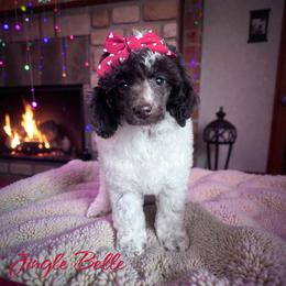 Jingle Belle with training - Brown female Poodle puppy in Boonville, North Carolina from Doods & Dolls